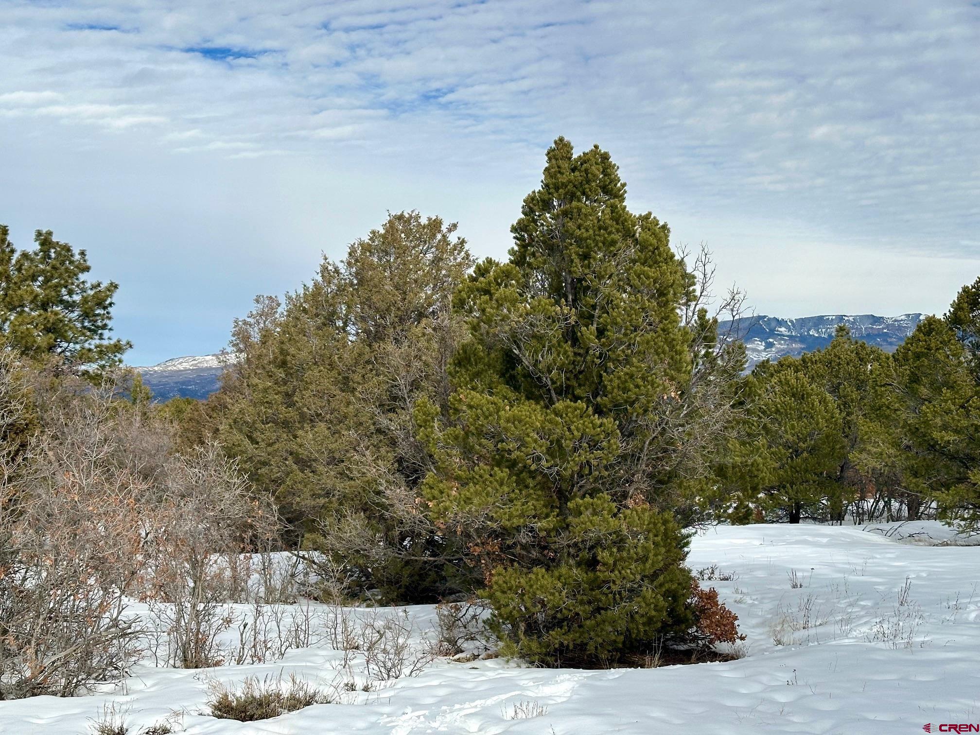 Tbd Tbd Badger North Trail Ridgway, CO 81432 - Photo 2 of 10 a view of a yard of a house