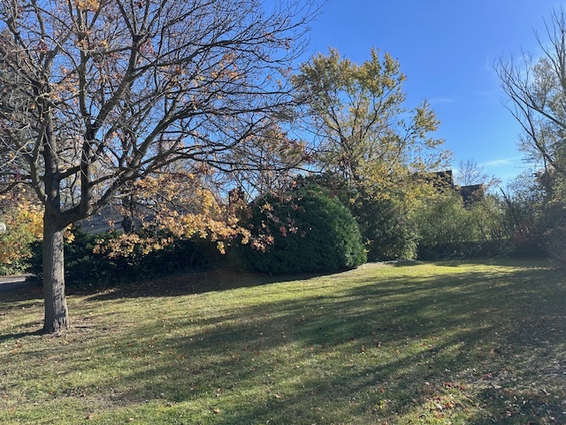 a view of yard with green space