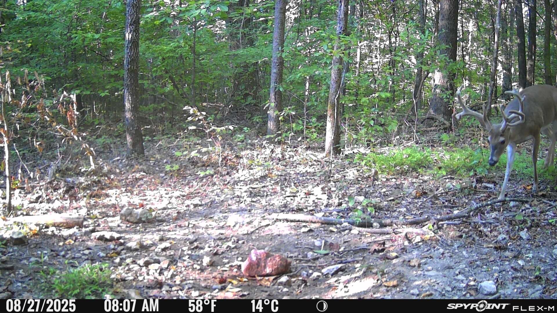 240 Scenic Drive Pulaski, TN 38478 - Photo 38 of 45 a view of forest