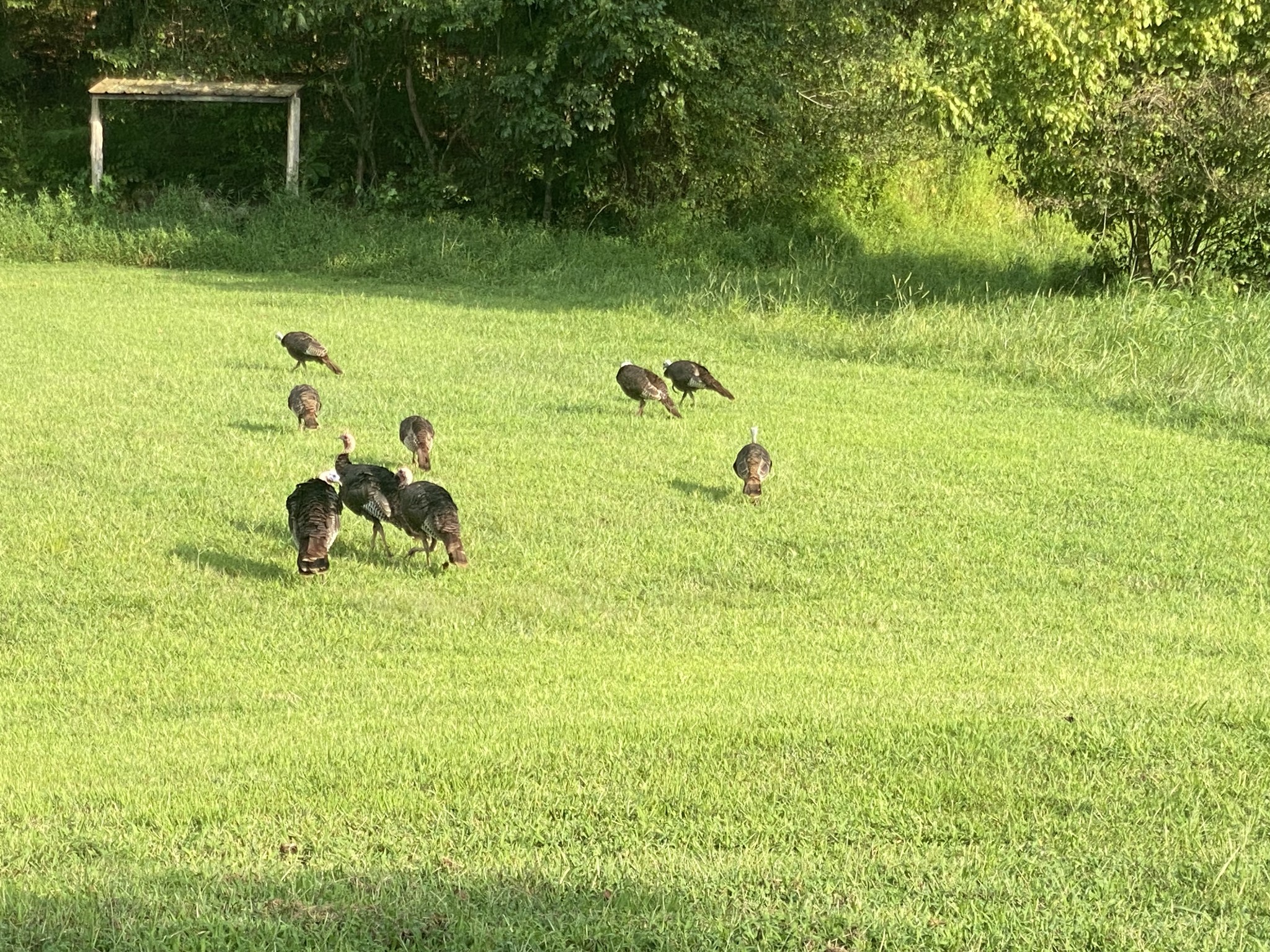 240 Scenic Drive Pulaski, TN 38478 - Photo 39 of 45