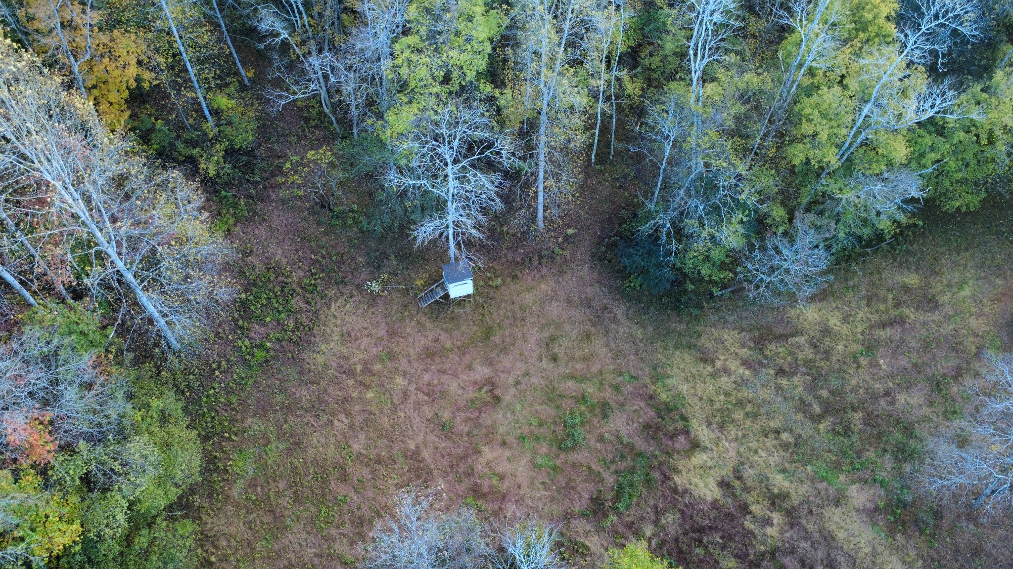 240 Scenic Drive Pulaski, TN 38478 - Photo 44 of 45 a view of a forest with trees in the background