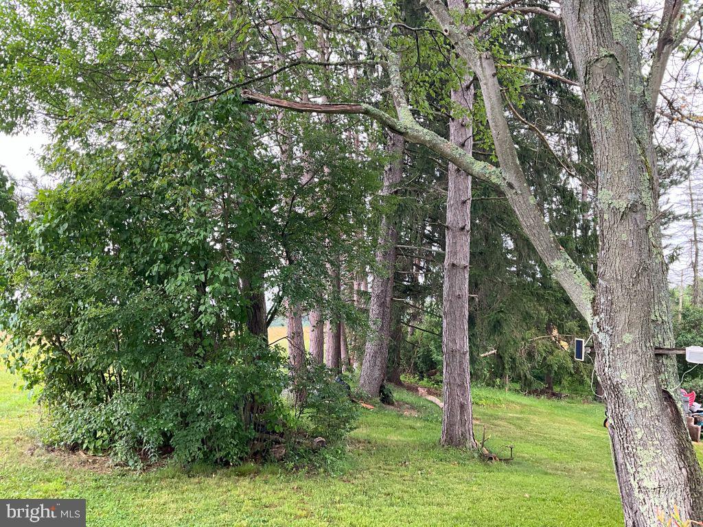 139 Cessna Hill Road Boswell, PA 15531 - Photo 7 of 34 Lush greenery and towering trees.