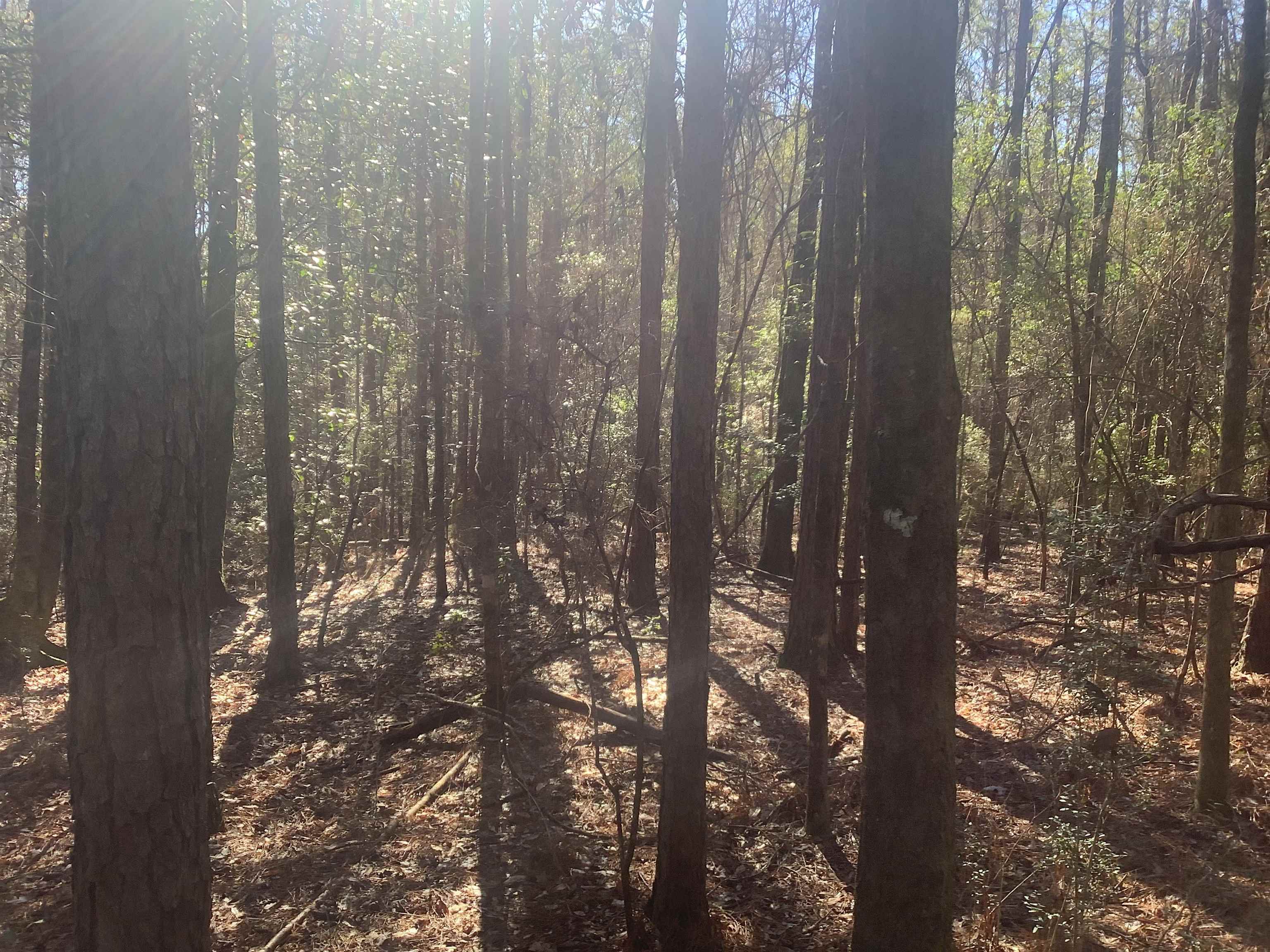 20736 Ray Armstrong Road Andalusia, AL 36421 - Photo 31 of 41 Gallery Image 31