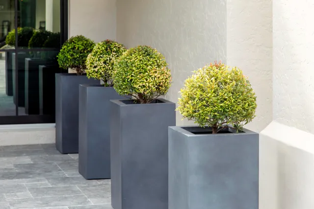 a close up of a vase of flowers