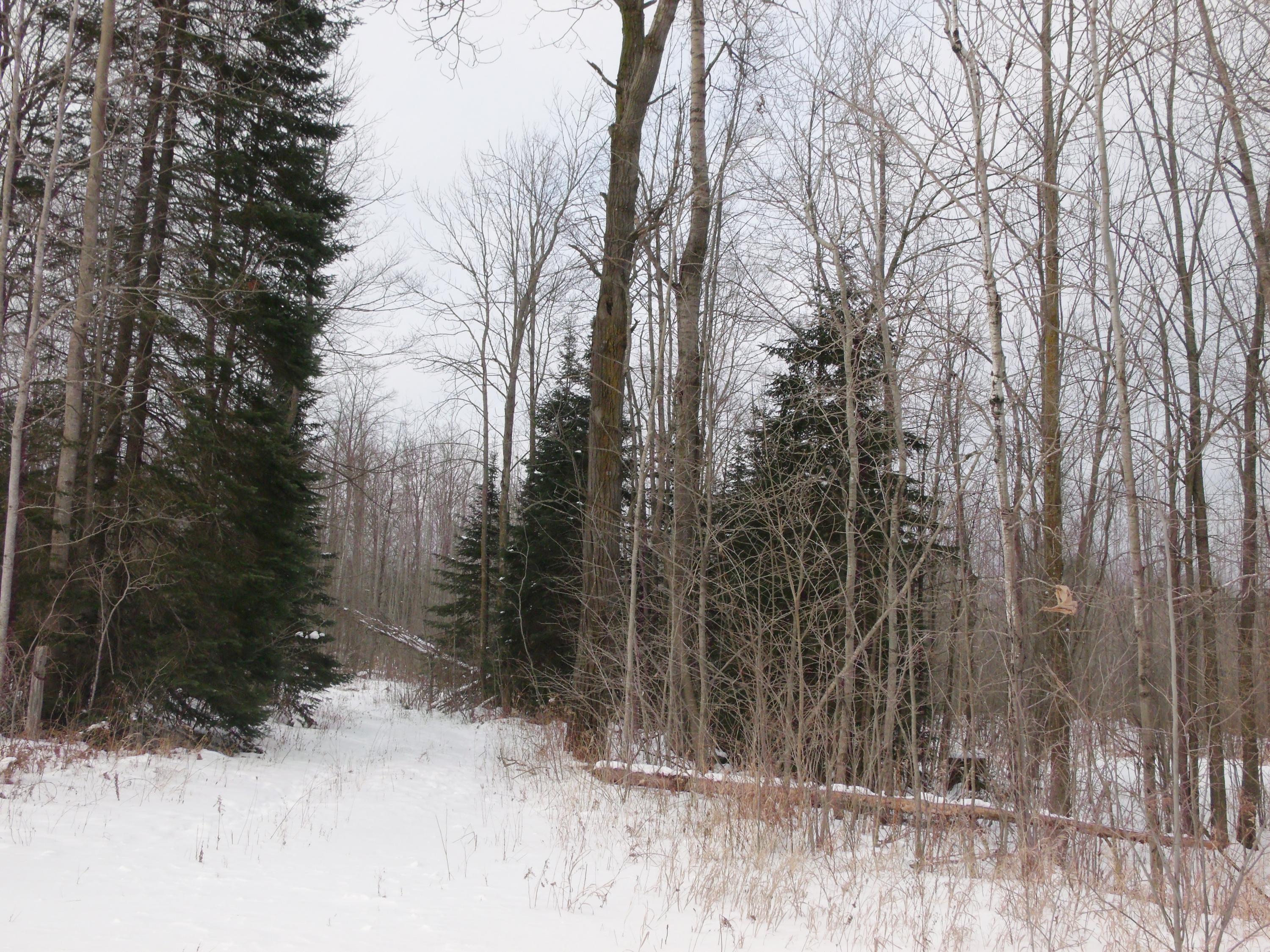 Sauer Road Hillman, MI 49746 - Photo 13 of 14 Gallery Image 13