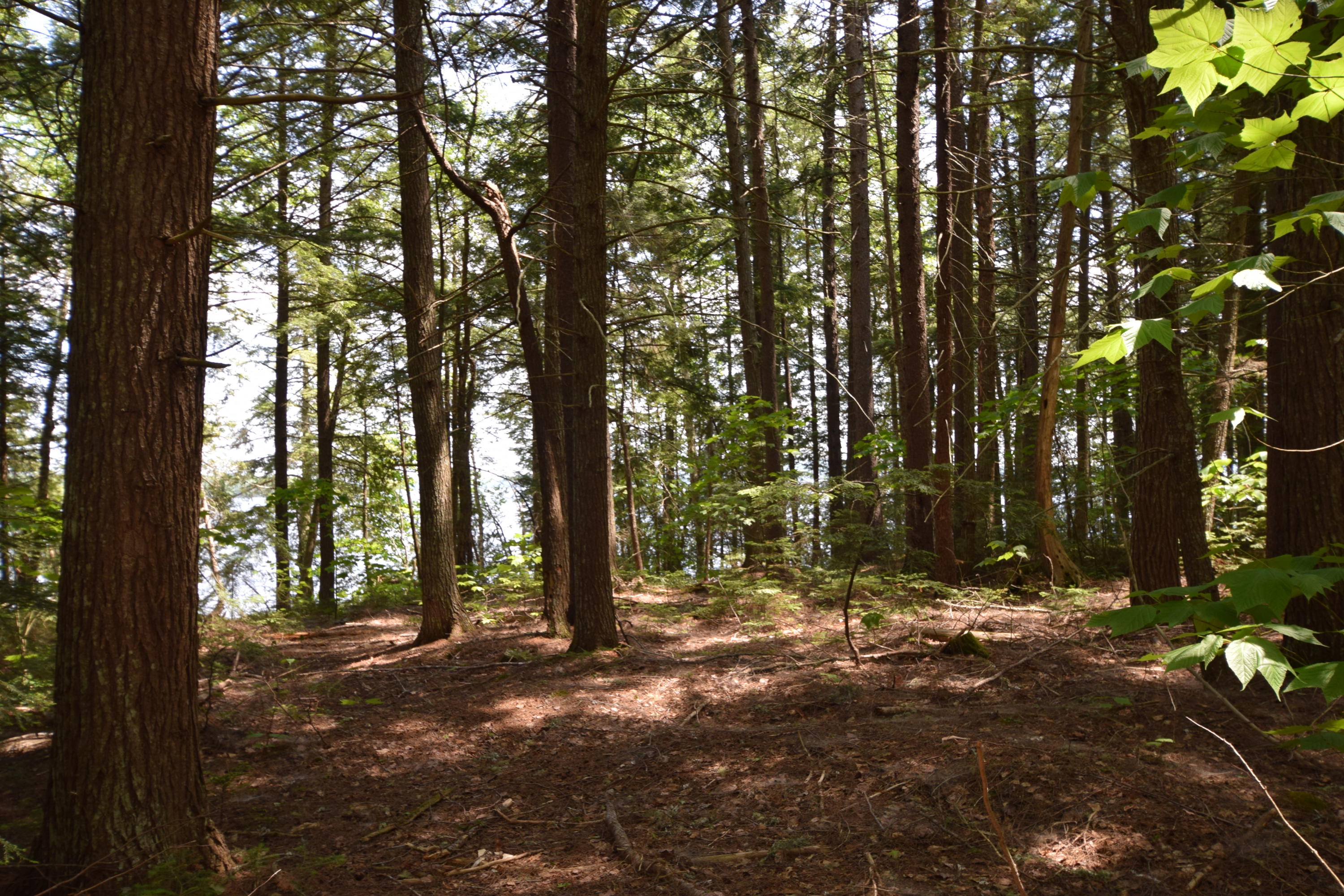 0 Chadwick Pt Road Weston, ME 04424 - Photo 8 of 20 Mature trees on the lot...