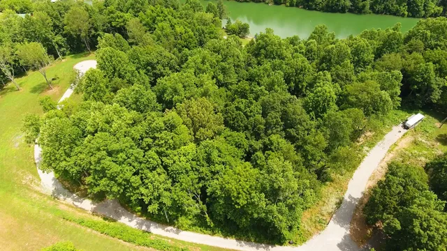 a view of a forest that has a tree
