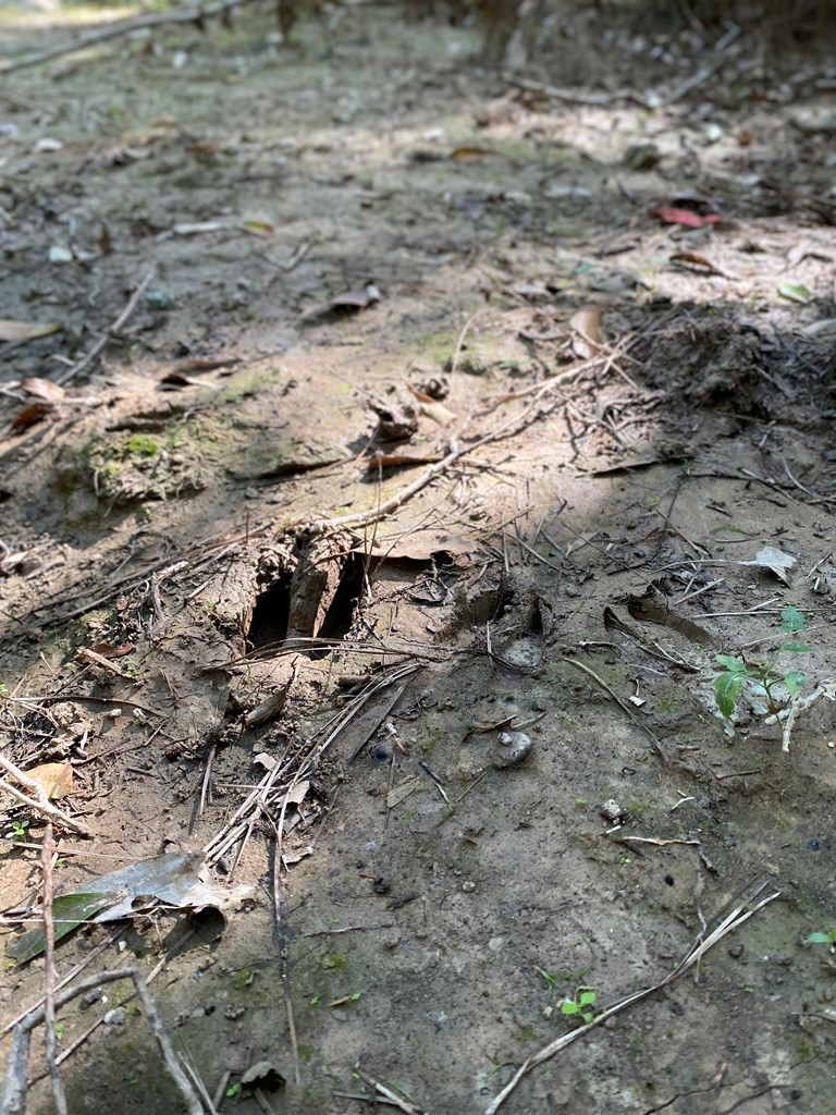 0 Buffalo Road Woodville, MS 39669 - Photo 2 of 2 Photo 2