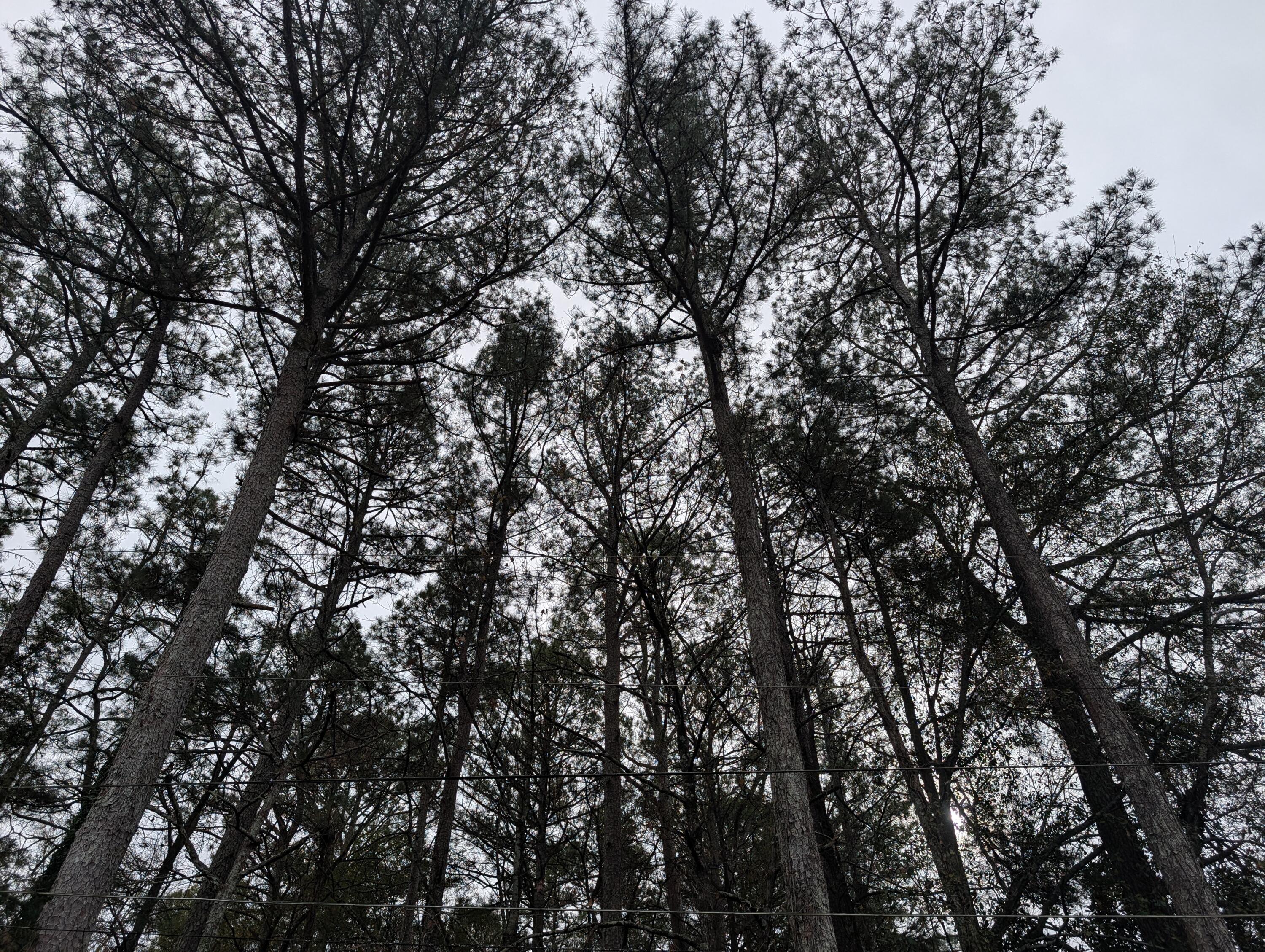 0 Woodland Circle Northwest Calhoun, GA 30701 - Photo 22 of 42 PXL_20251209_184631929