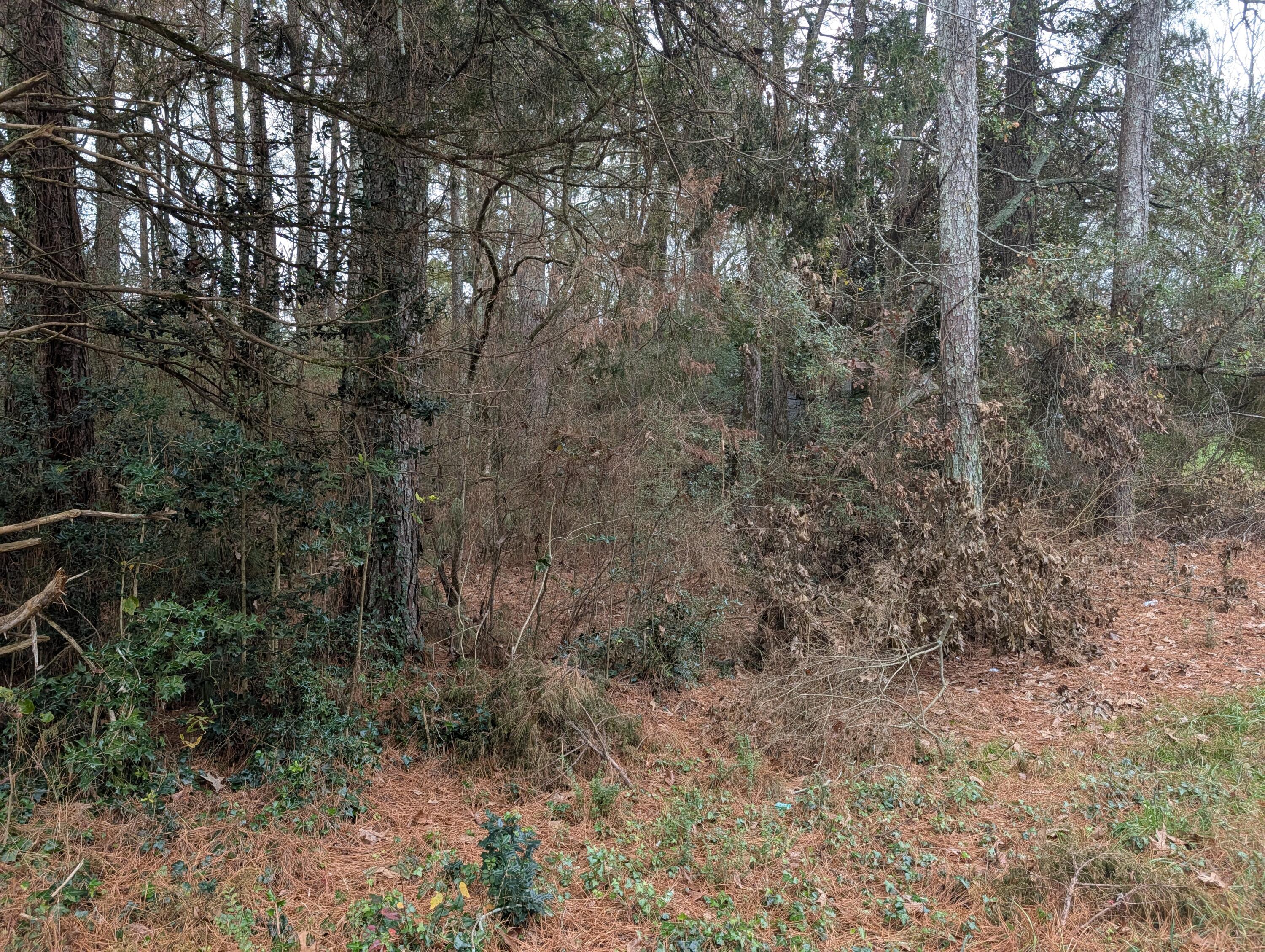 0 Woodland Circle Northwest Calhoun, GA 30701 - Photo 26 of 42 PXL_20251209_184645500