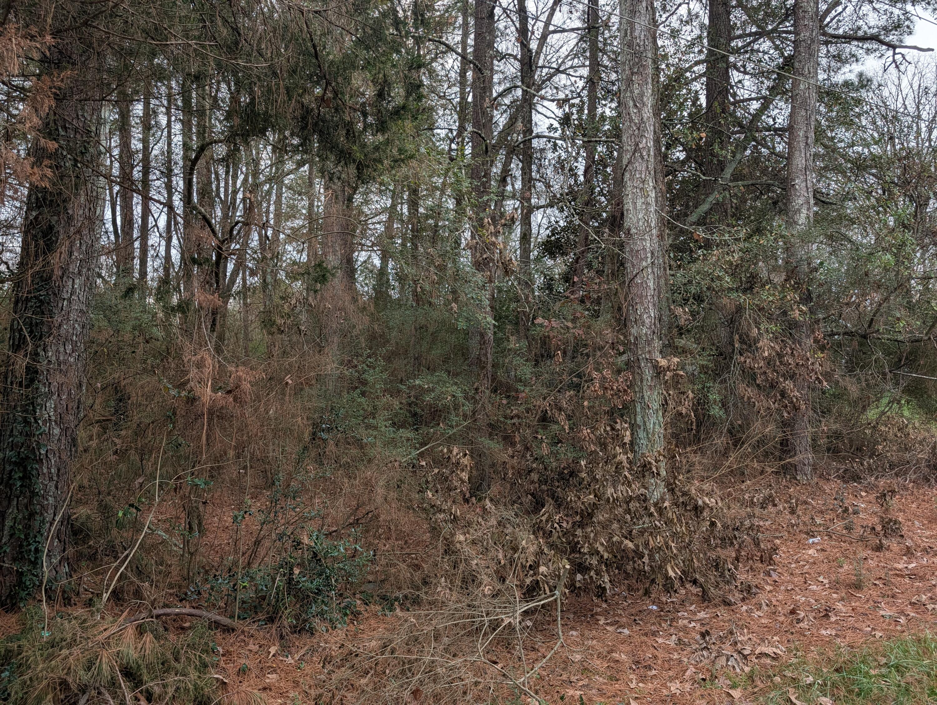 0 Woodland Circle Northwest Calhoun, GA 30701 - Photo 27 of 42 PXL_20251209_184647313