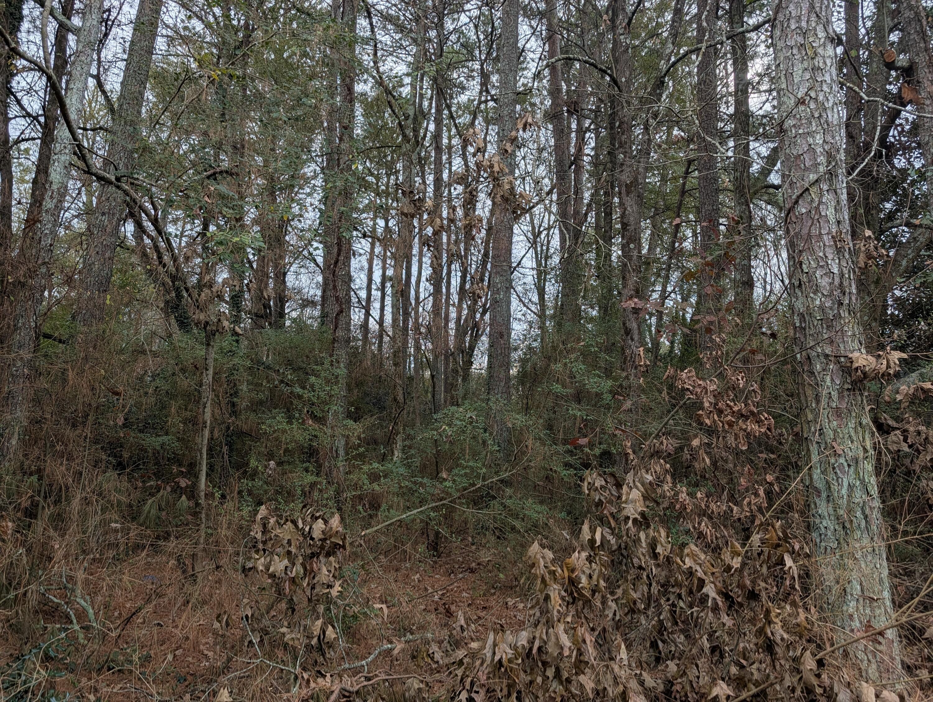 0 Woodland Circle Northwest Calhoun, GA 30701 - Photo 28 of 42 PXL_20251209_184652678