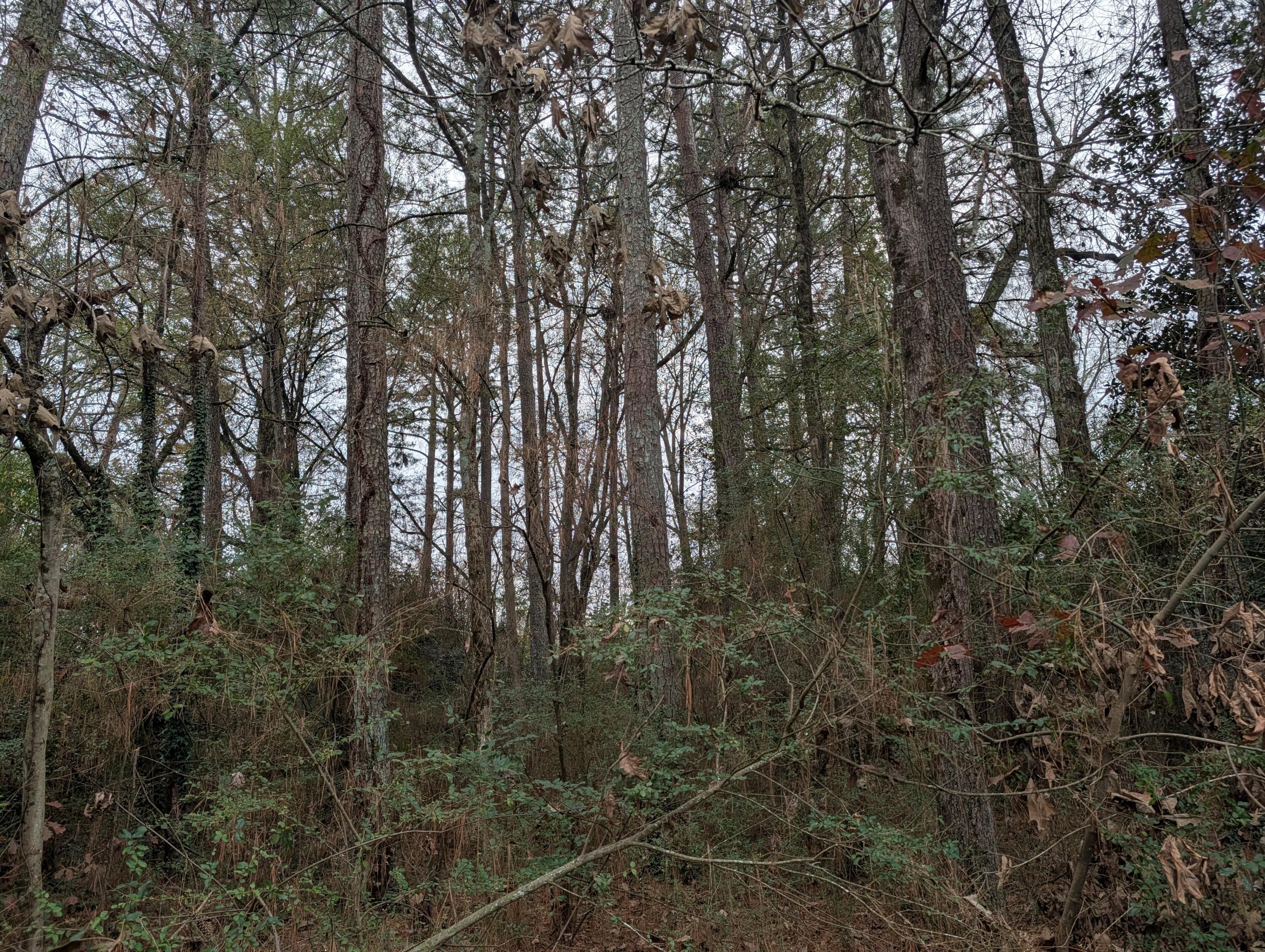 0 Woodland Circle Northwest Calhoun, GA 30701 - Photo 29 of 42 PXL_20251209_184711268