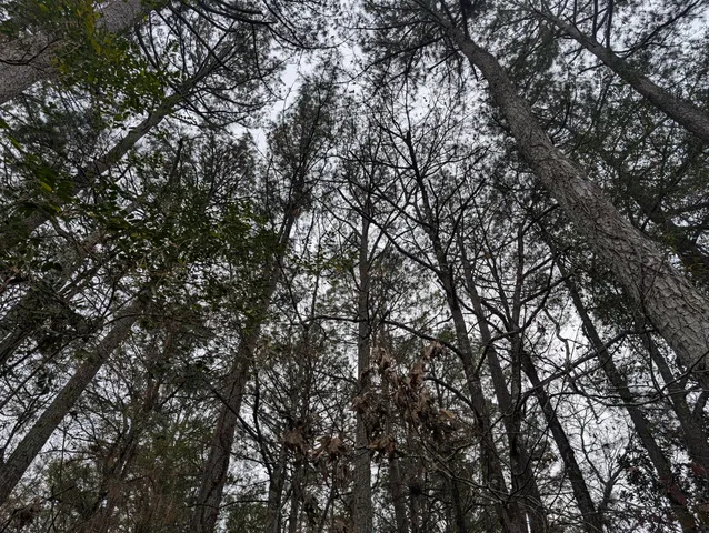 $20,000 | 0 Woodland Circle Northwest, Calhoun, GA 30701