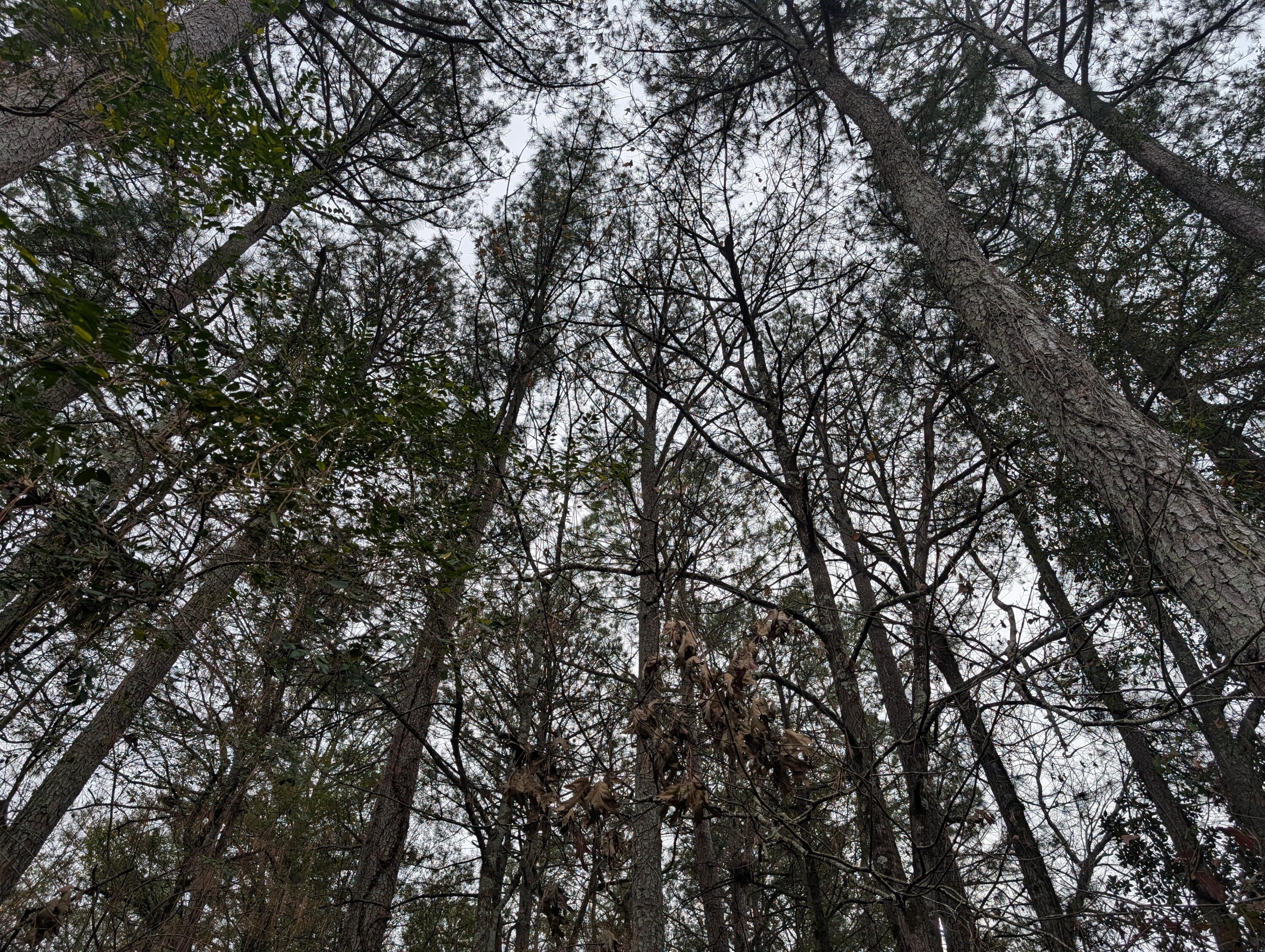 0 Woodland Circle Northwest Calhoun, GA 30701 - Photo 30 of 42 PXL_20251209_184714376