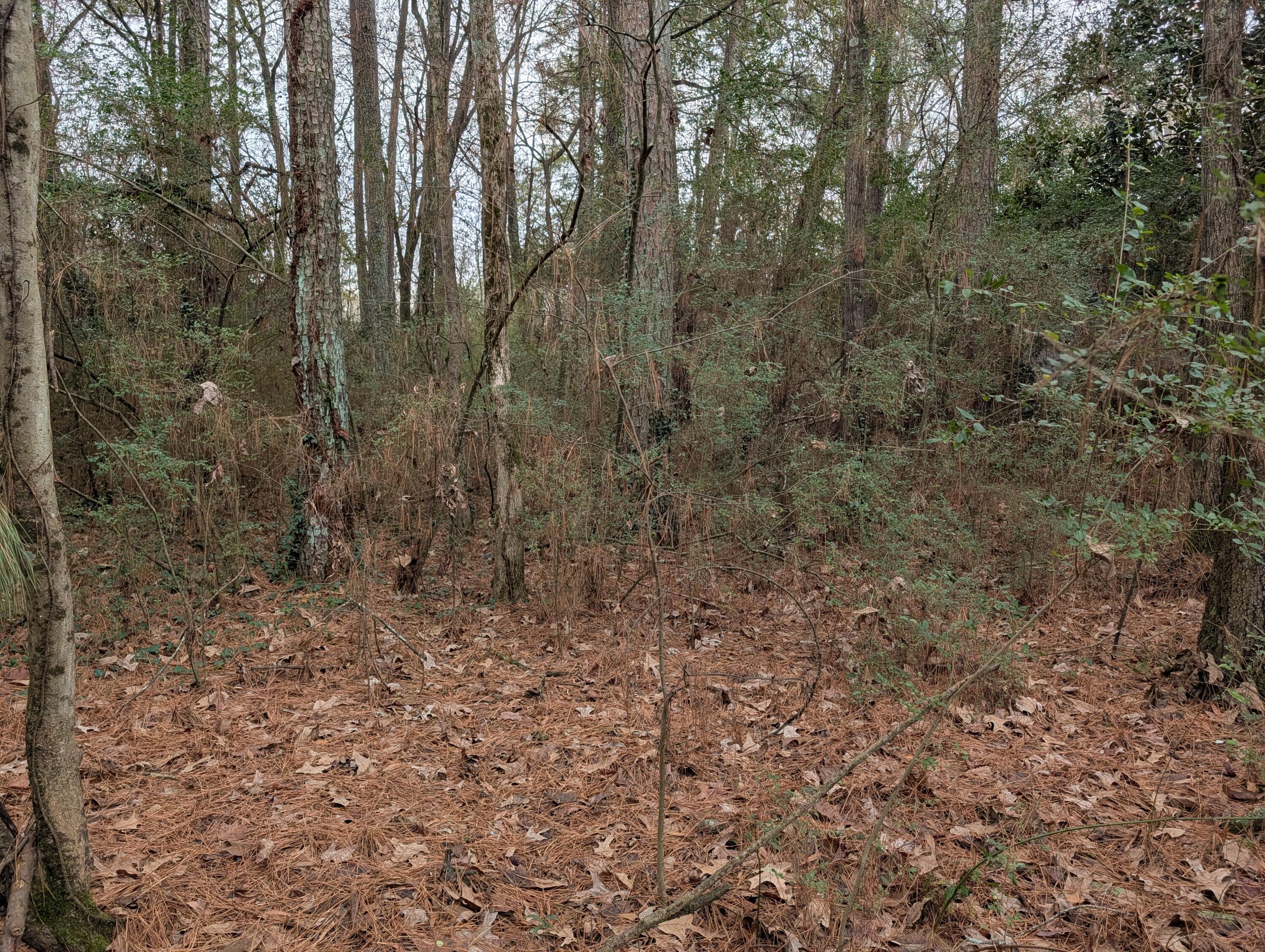 0 Woodland Circle Northwest Calhoun, GA 30701 - Photo 32 of 42 PXL_20251209_184732792.MP