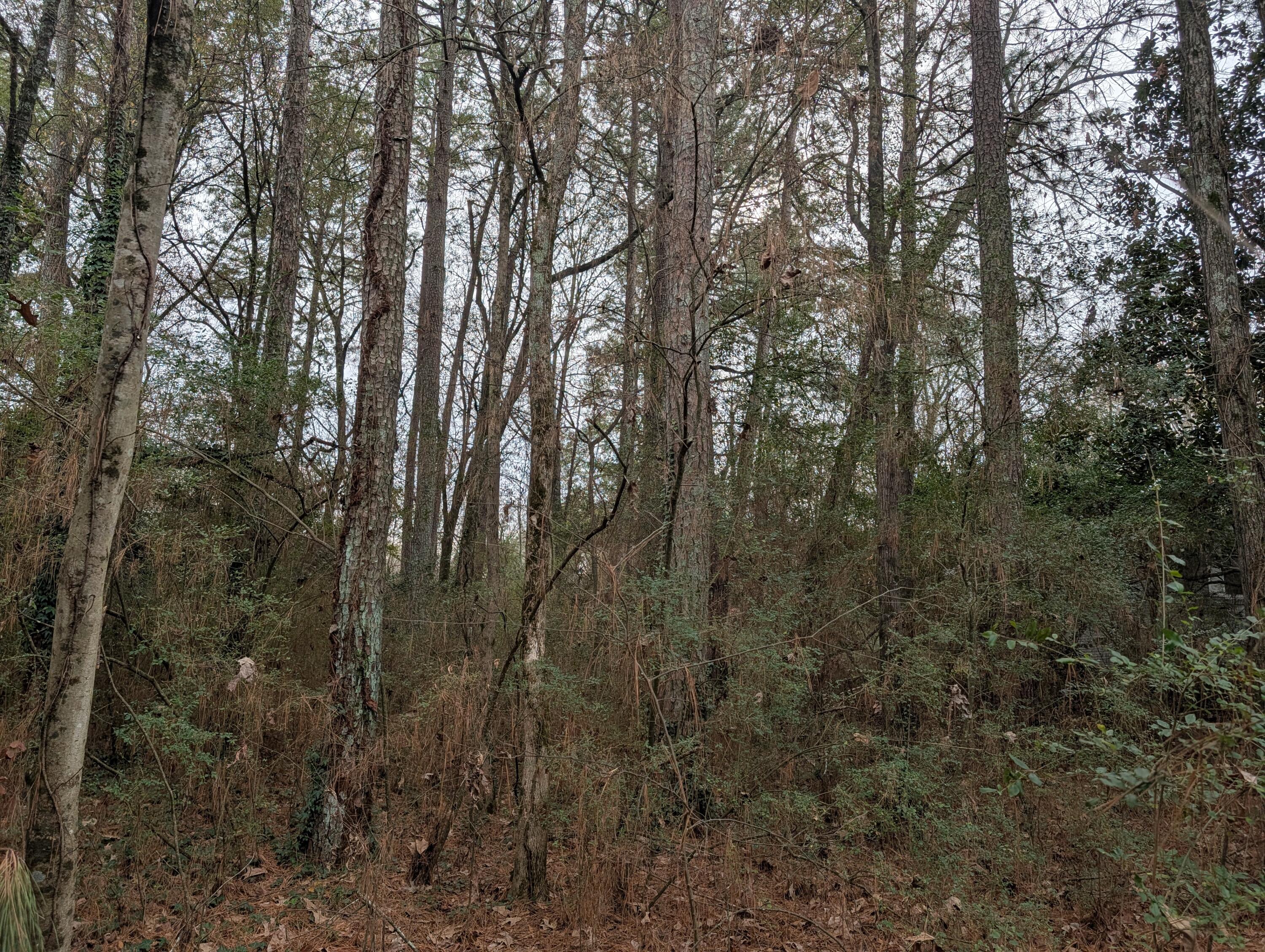 0 Woodland Circle Northwest Calhoun, GA 30701 - Photo 35 of 42 PXL_20251209_184736661