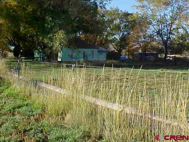 a view of a yard with plants and large trees