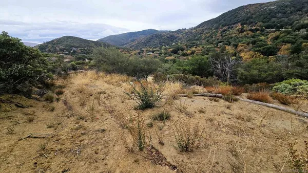 a view of a forest with mountains in the background