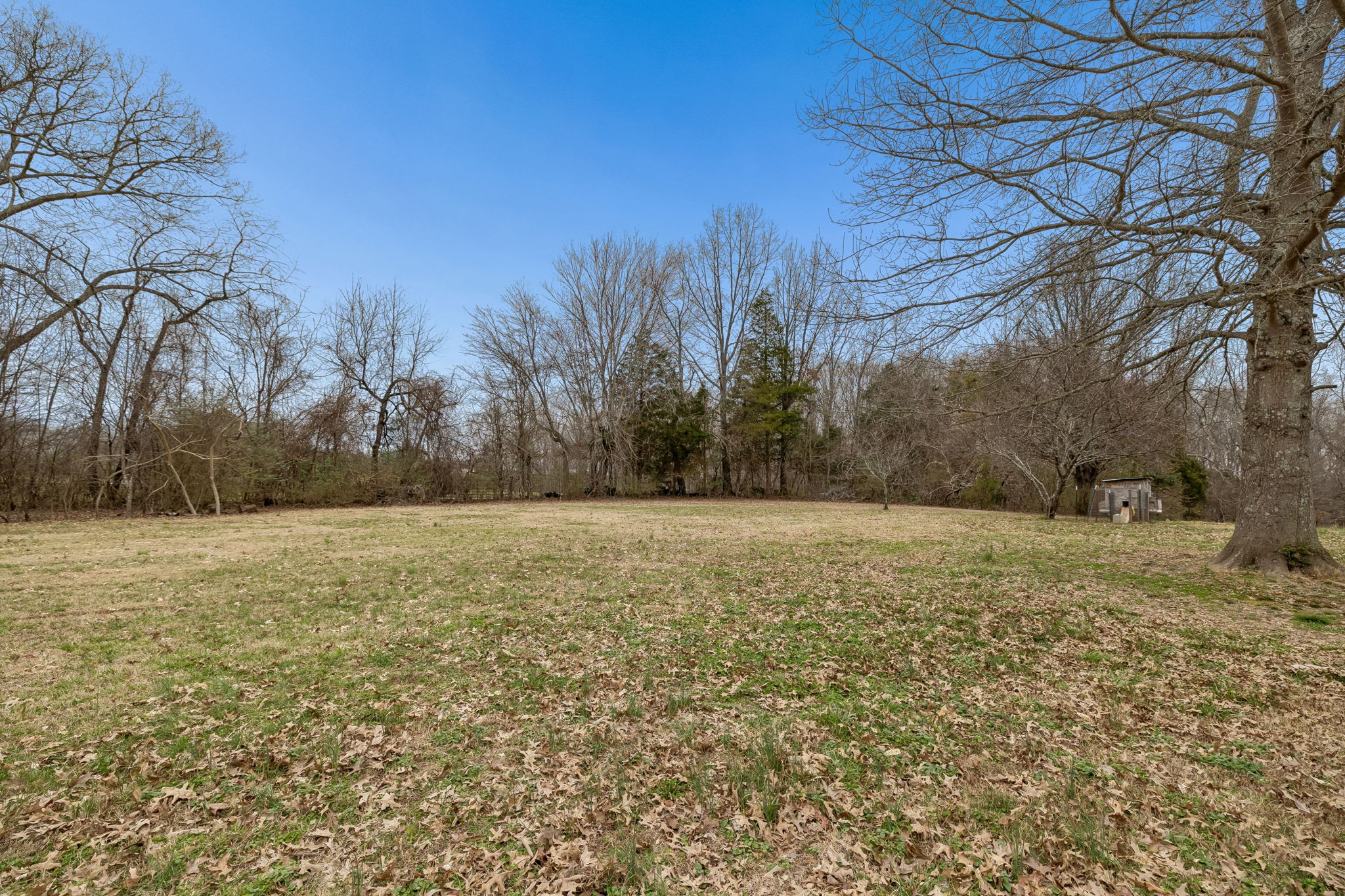 3669 Bluff Springs Road McMinnville, TN 37110 - Photo 39 of 51 a view of a field with trees