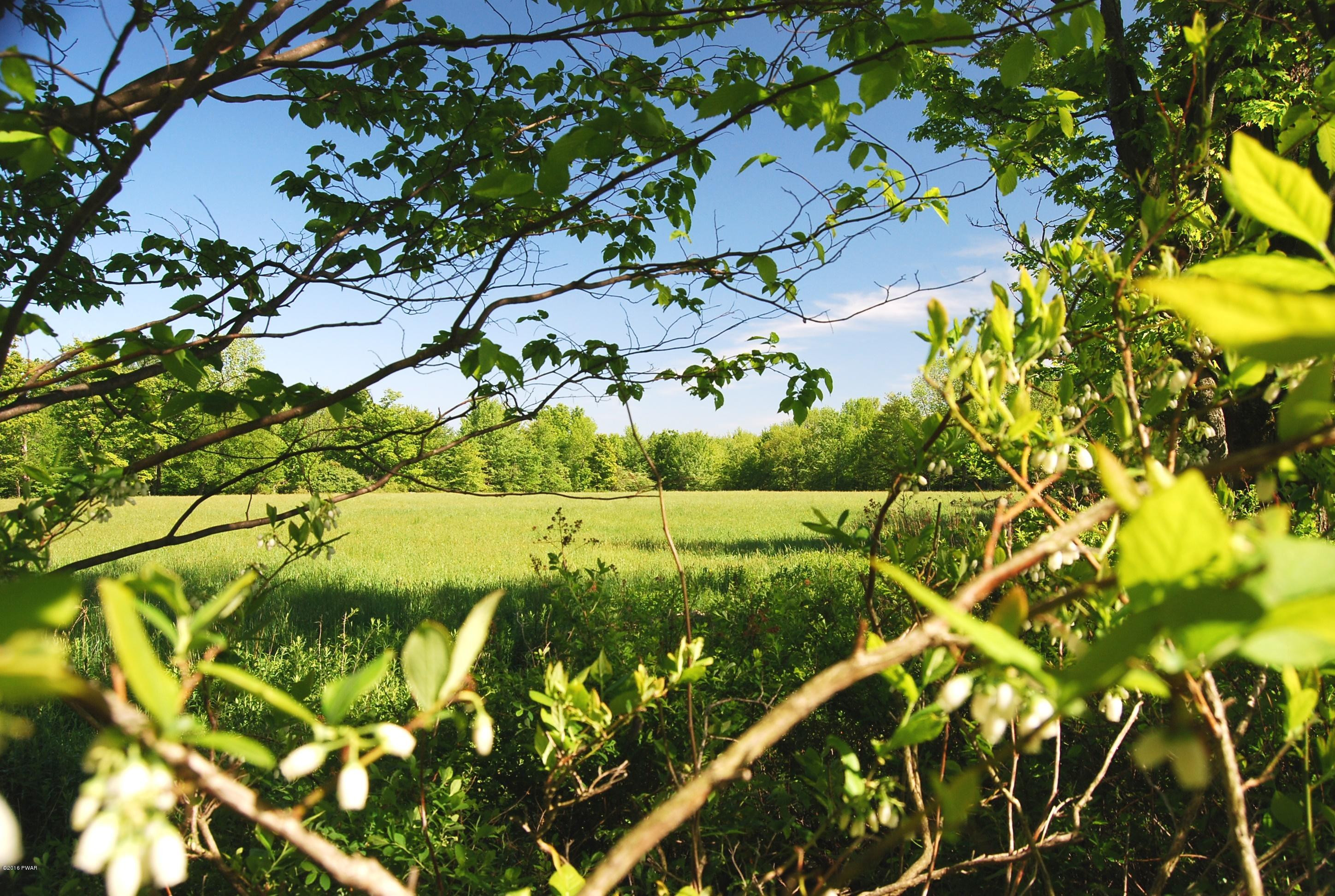 176 Highland Road Pleasant Mount, PA 18453 - Photo 43 of 52 a view of a yard with plants