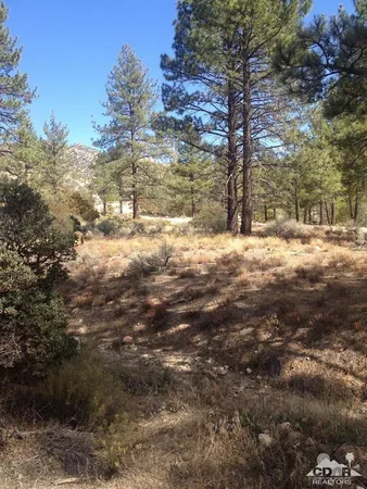 a view of a yard with trees