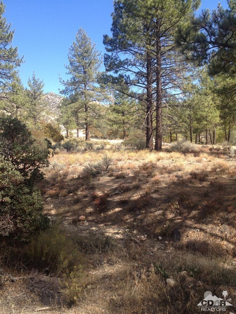 0 Table Mountain Road Mountain Center, CA 92561 - Photo 18 of 19 a view of a yard with trees