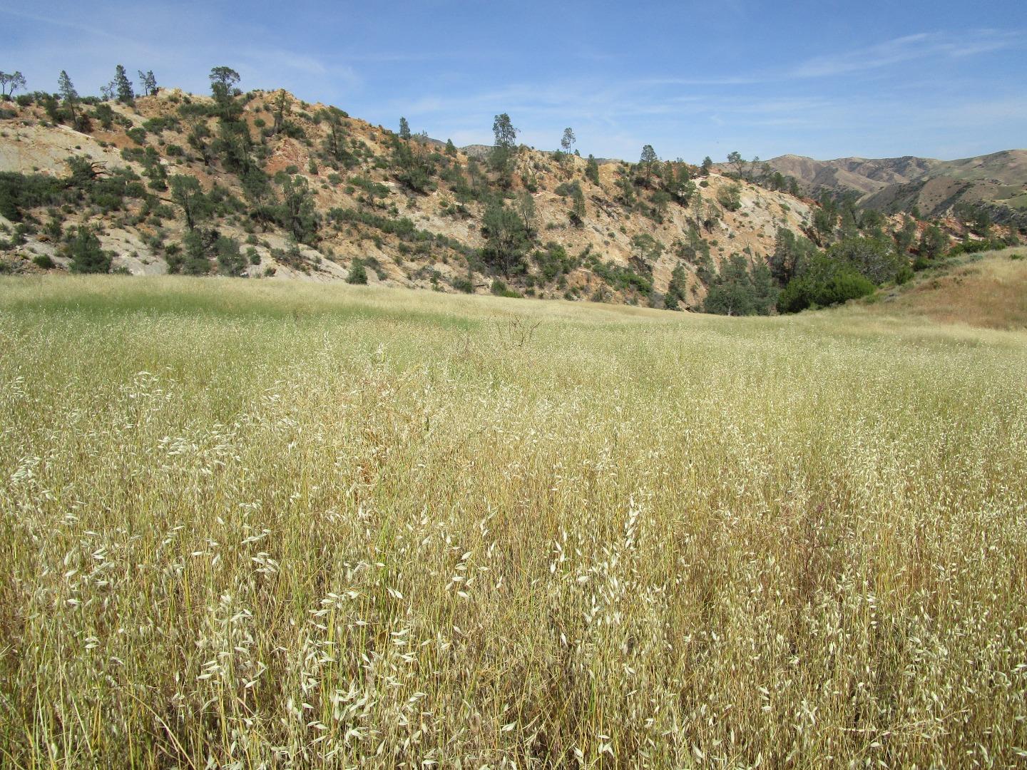0 New Idria Road Paicines, CA 95043 - Photo 16 of 20 Gallery Image 16