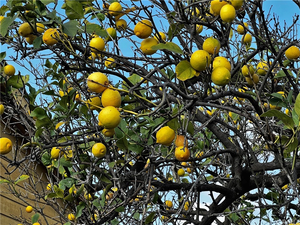 1506 South Grandee Avenue Compton, CA 90220 - Photo 32 of 35 a view of a tree in a tree