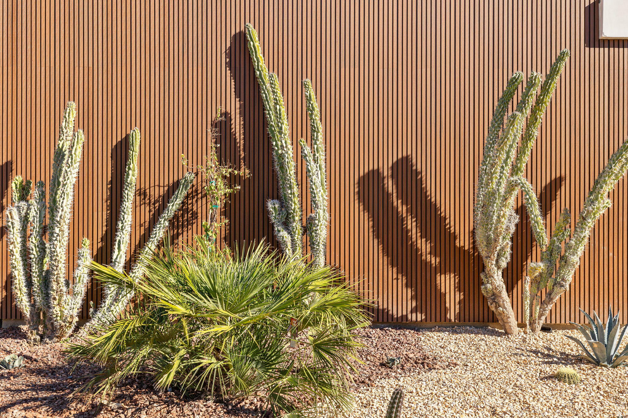 3 Shakespeare Court Rancho Mirage, CA 92270 - Photo 11 of 35 a view of a plant in a backyard