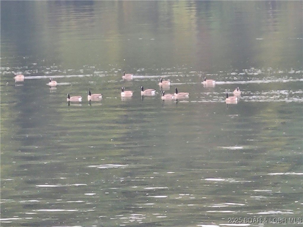 135 Windy Cove Roach, MO 65787 - Photo 36 of 37