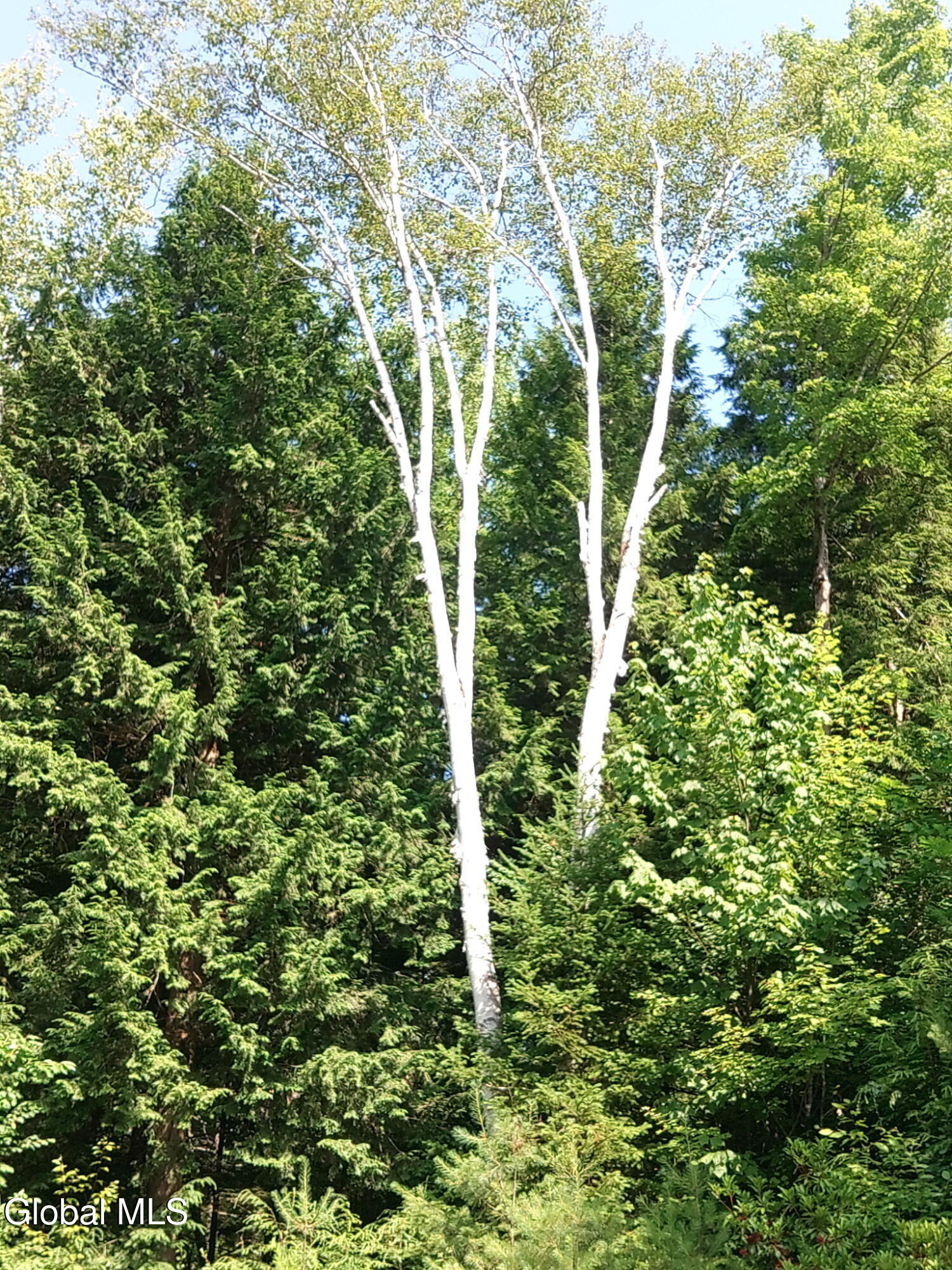 678 Dippikill Road Thurman, NY 12885 - Photo 31 of 73 IMG_20250717_092348