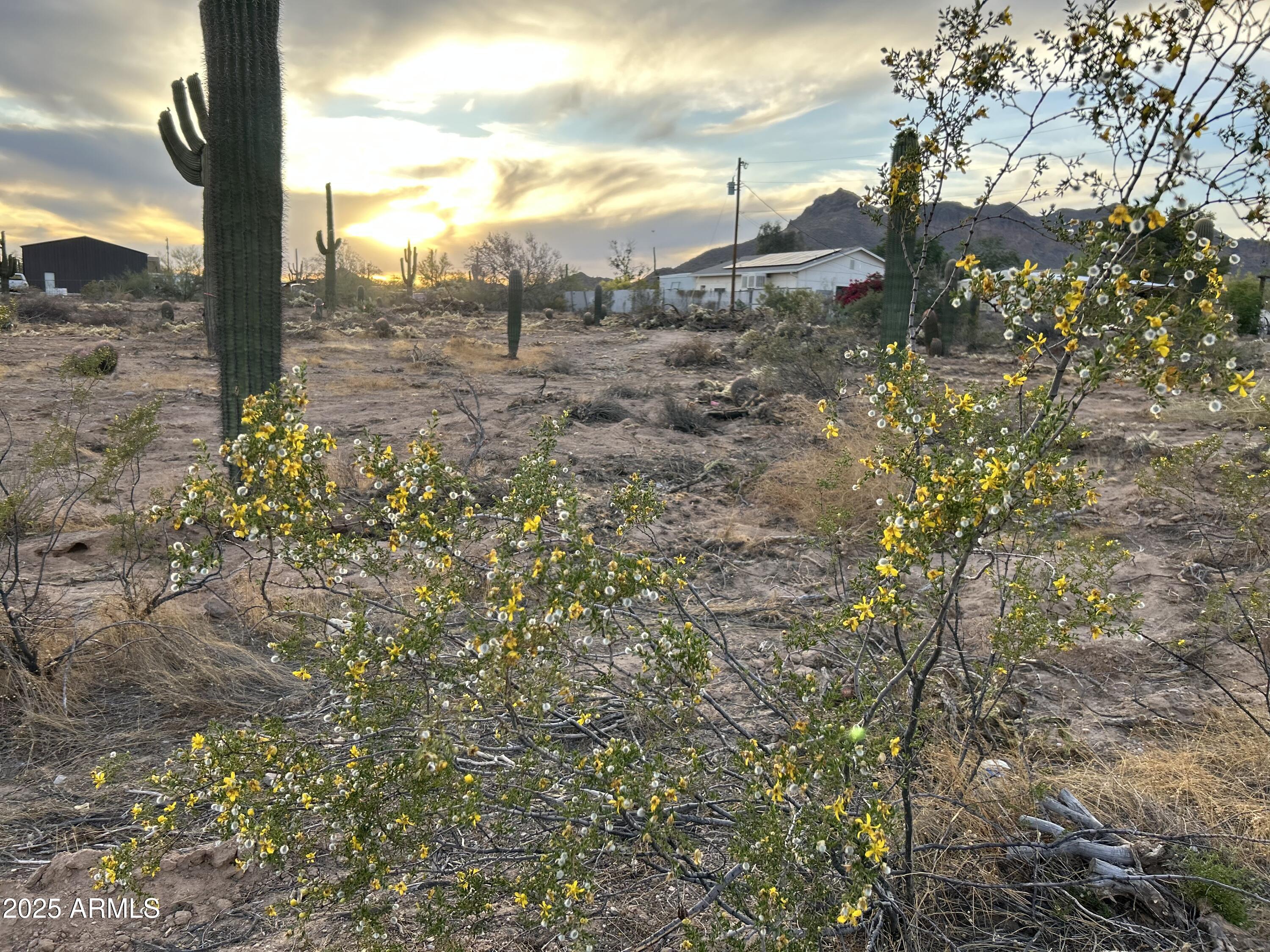 0 North Delaware Drive Apache Junction, AZ 85120 - Photo 2 of 18 a view of a yard with plants