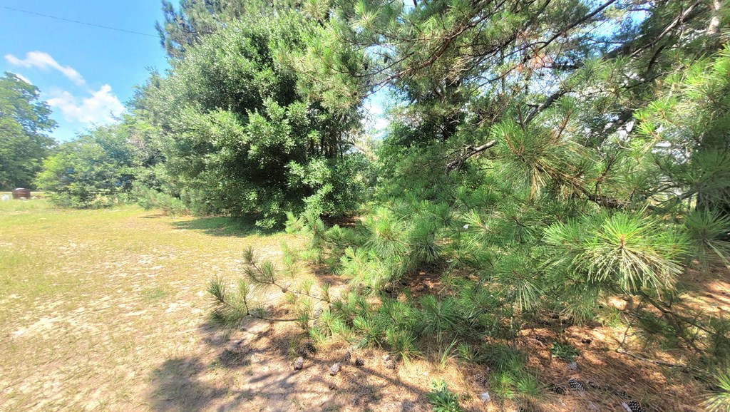 3925 3rd Street Mayesville, SC 29104 - Photo 2 of 23 Gallery Image 2