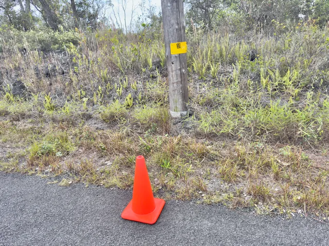 a small garden covered with tall trees