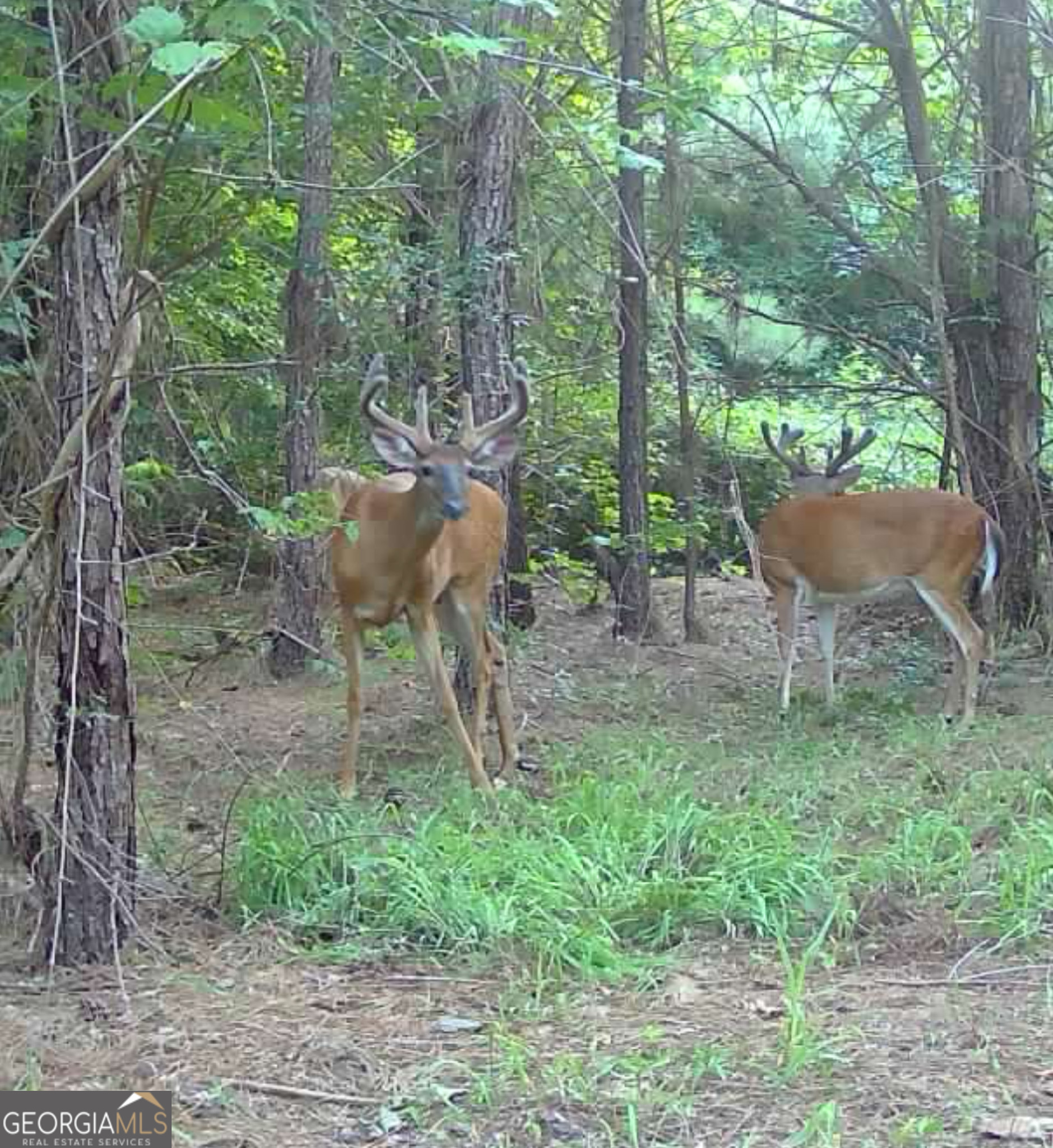 2729 Hadden Pond Road Avera, GA 30803 - Photo 68 of 68