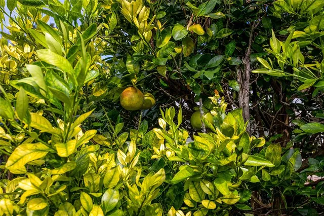 a backyard of a house with a tree