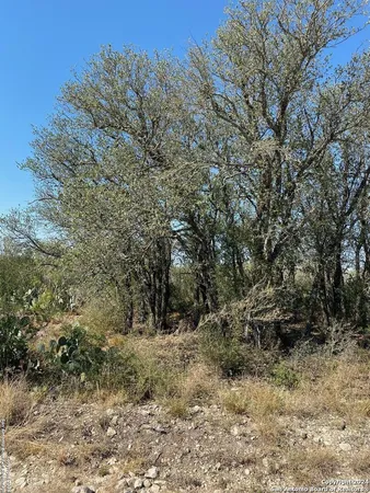 a view of a forest with trees in the background