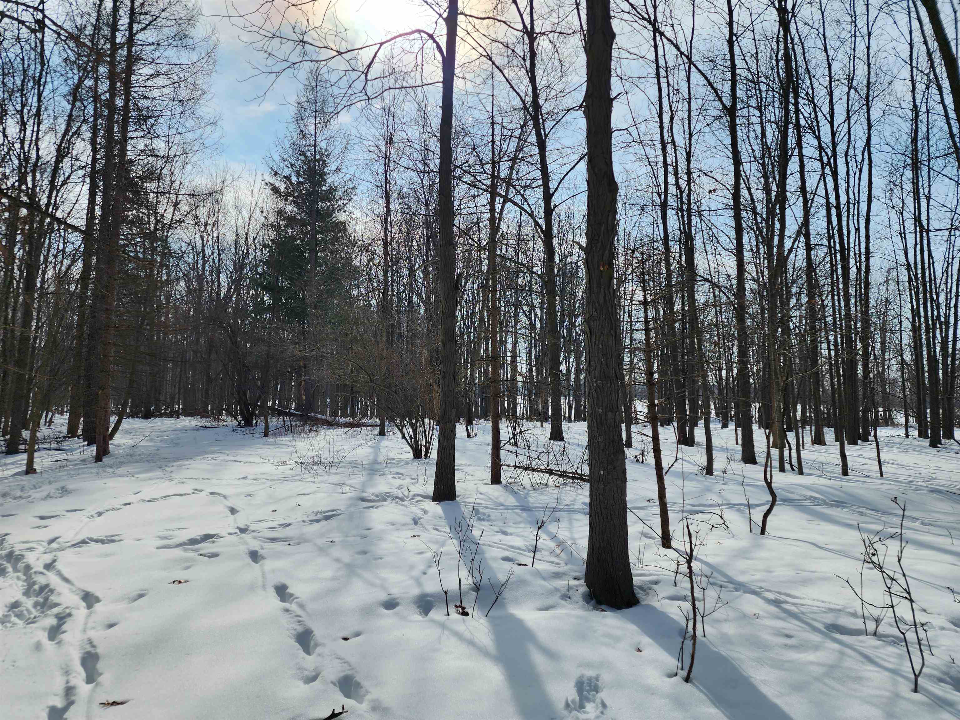 33-acres South Peoples Road Fenwick, MI 48834 - Photo 7 of 20