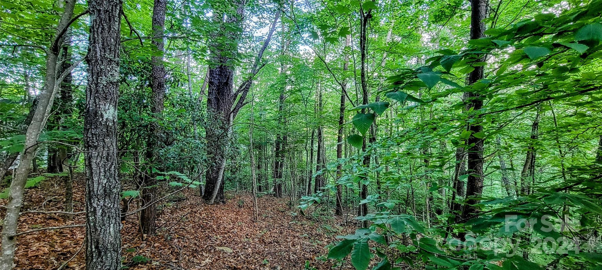 0 Everidge Drive Canton, NC 28716 - Photo 2 of 10 a view of a forest with trees in the background
