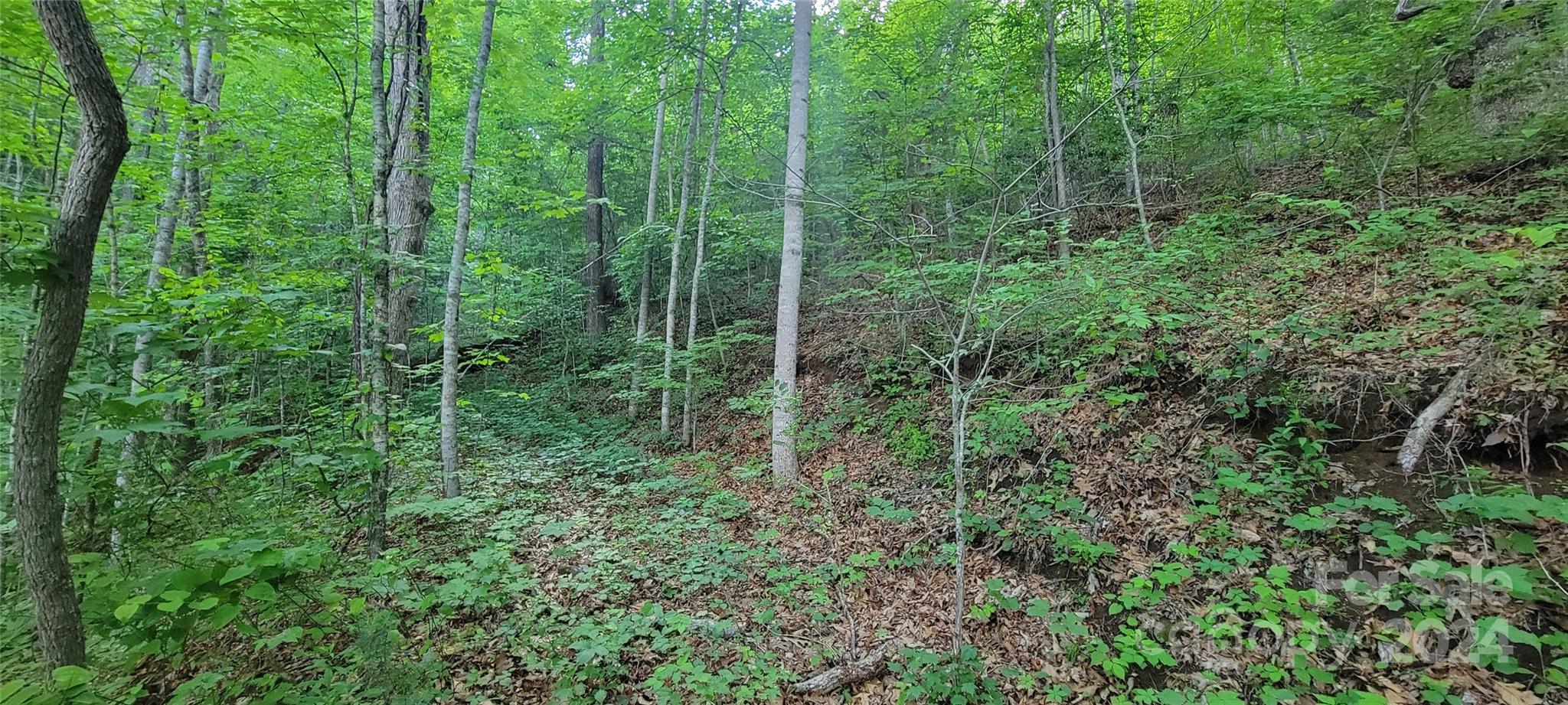 0 Everidge Drive Canton, NC 28716 - Photo 3 of 10 a view of a forest