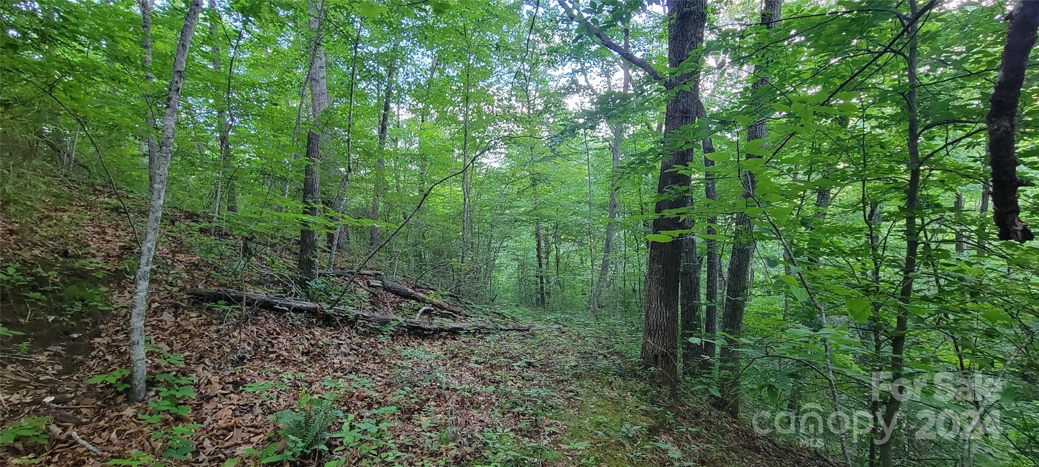 0 Everidge Drive Canton, NC 28716 - Photo 4 of 10 a view of a forest with trees