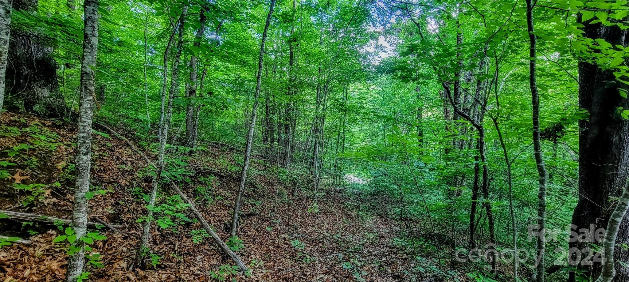 0 Everidge Drive Canton, NC 28716 - Photo 6 of 10 a view of a lush green forest