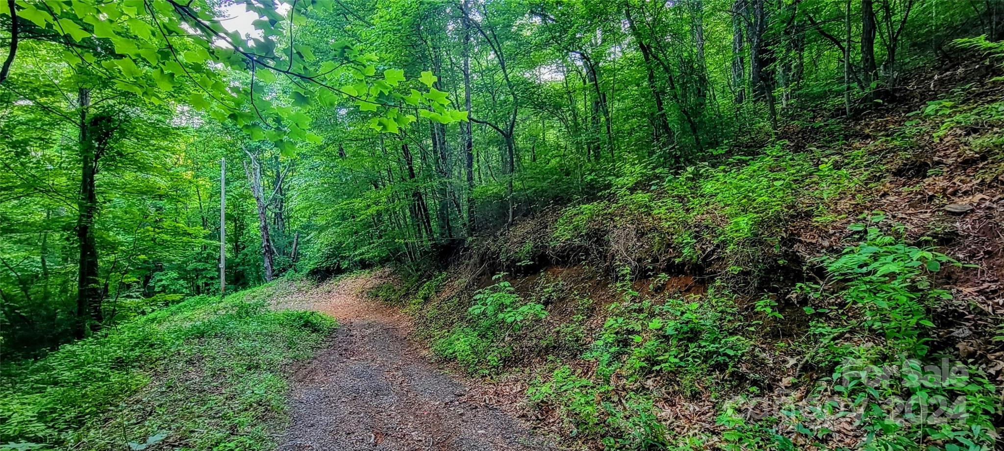 0 Everidge Drive Canton, NC 28716 - Photo 7 of 10 a view of a lush green forest with lots of trees