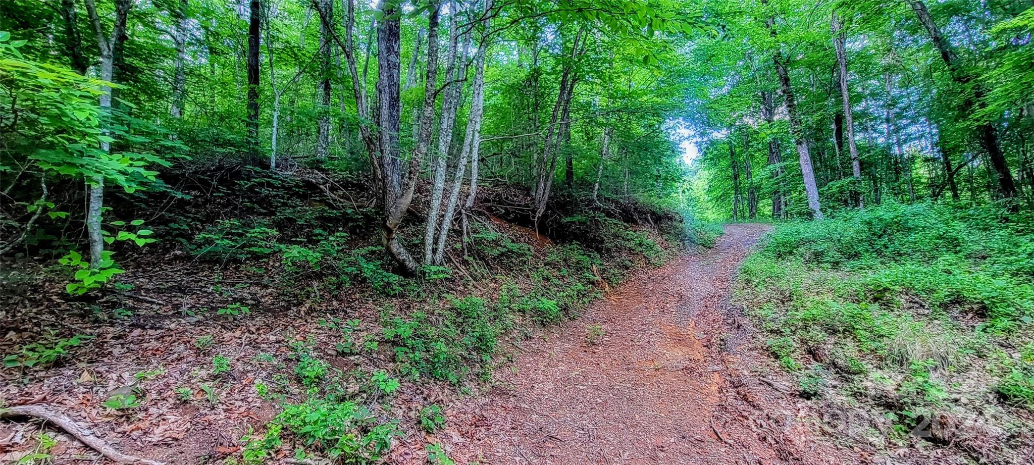0 Everidge Drive Canton, NC 28716 - Photo 8 of 10 a view of a garden with plants and trees