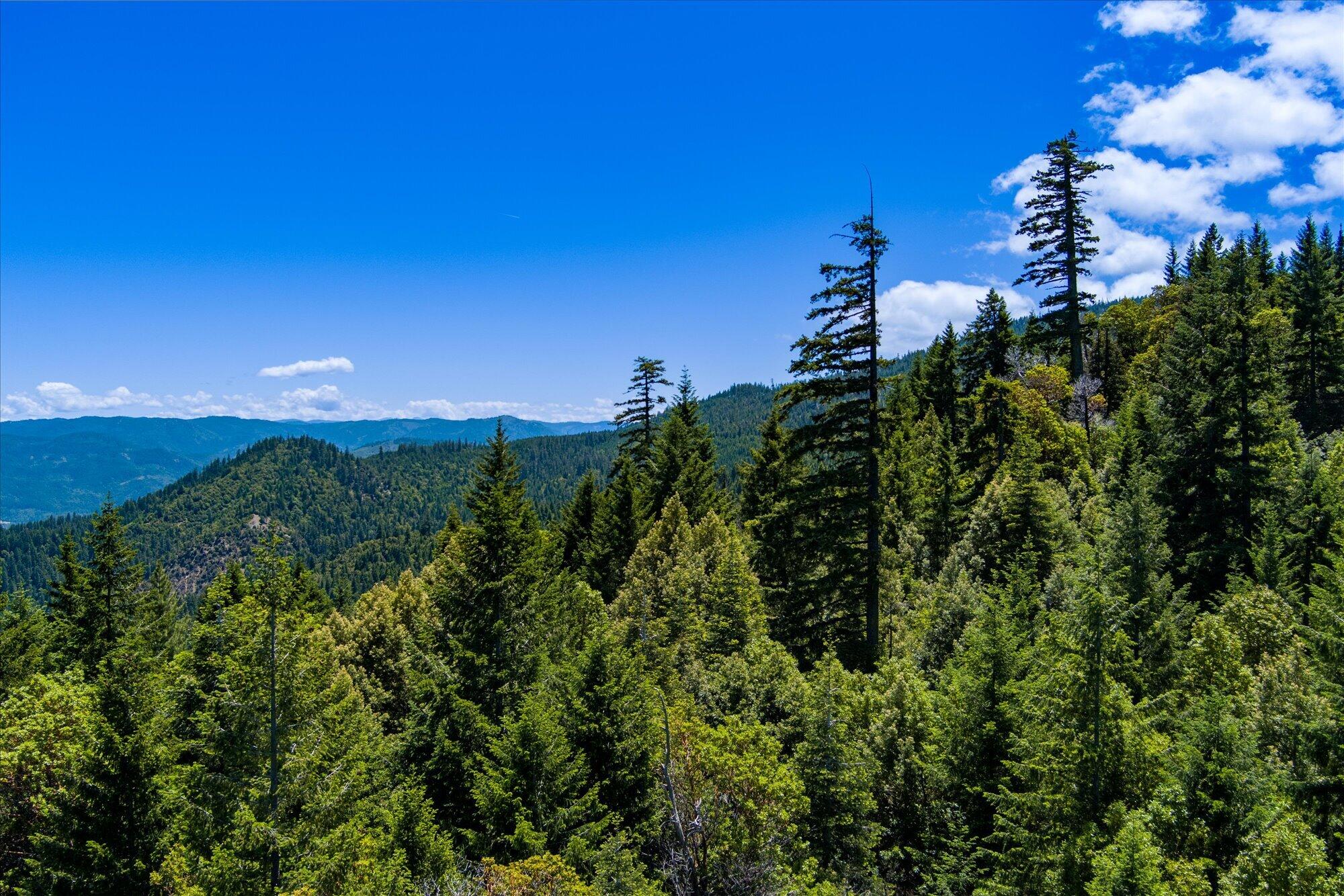 0 Forest Rte 4N20 Road Hayfork, CA 96041 - Photo 15 of 22