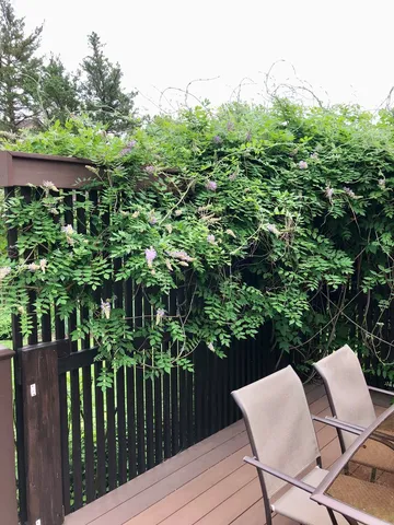 a view of a garden with plants