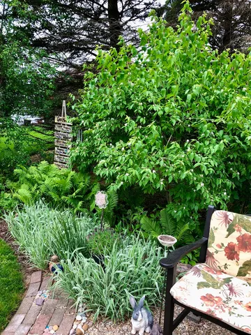 a view of a garden with plants