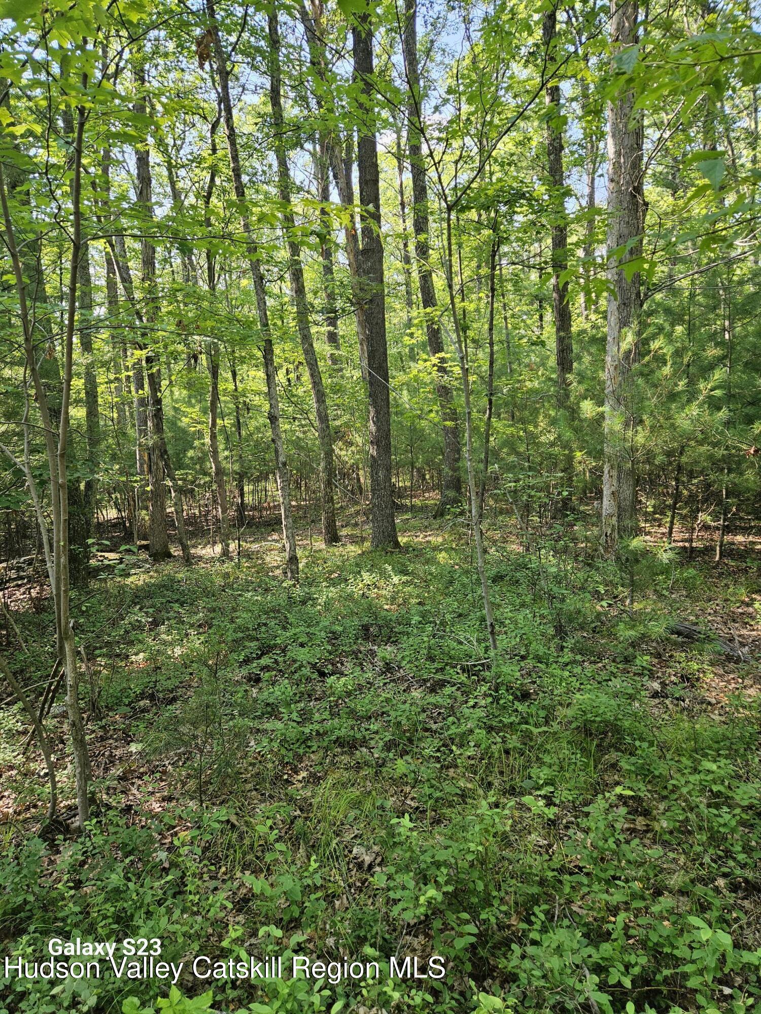 0 Hearts Content Road Catskill, NY 12414 - Photo 8 of 21 20260711_164239