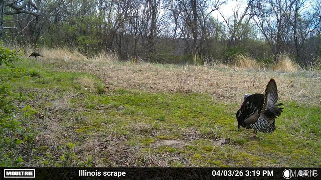 575 Schleeper Hollow Road Hardin, IL 62047 - Photo 50 of 61